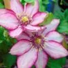 Clematite - Clematis Paradiso -Fleurs & Plantes Soldes Boutique Clematite Paradiso 83031 1