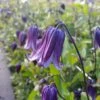 Clématite - Clematis Diversifolia Rooguchi -Fleurs & Plantes Soldes Boutique Clematite Roguchi 681520 2