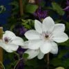 Clématite - Clematis White Pearl 1 Clématite - Clematis White Pearl -Fleurs & Plantes Soldes Boutique Clematite White Pearl 83032 1