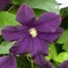 Clématite - Clematis Romantika -Fleurs & Plantes Soldes Boutique Clematite a grandes fleurs Romantika 83616 1