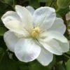 Clématite - Clematis Guernsey Cream -Fleurs & Plantes Soldes Boutique Clematite guernsey cream 681389 1