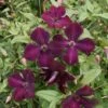 Clématite - Clematis Viticella Royal Velours 2 Clématite - Clematis Viticella Royal Velours -Fleurs & Plantes Soldes Boutique Clematite viticella Royal Velours 83612 2