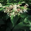 Arbre Du Clergé Fargesii - Clerodendrum Trichotomum Fargesii -Fleurs & Plantes Soldes Boutique Clerodendrum trichotomum Fargesii 87578 1