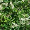 Clethra Alnifolia 1 Clethra Alnifolia -Fleurs & Plantes Soldes Boutique Clethra alnifolia 781577 1