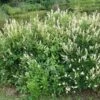 Clethra Alnifolia Hummingbird 2 Clethra Alnifolia Hummingbird -Fleurs & Plantes Soldes Boutique Clethra alnifolia Hummingbird 84000 1