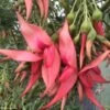 Clianthus Puniceus Flamingo - Pince De Homard -Fleurs & Plantes Soldes Boutique Clianthus puniceus Flamingo 85289 1