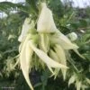 Clianthus Puniceus White Heron - Pince De Homard -Fleurs & Plantes Soldes Boutique Clianthus puniceus White Heron 85291 1