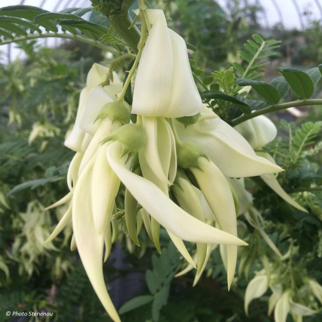 Clianthus Puniceus White Heron - Pince De Homard 3 Clianthus Puniceus White Heron - Pince De Homard