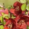 Cognassier Du Japon Crimson And Gold - Chaenomeles Superba -Fleurs & Plantes Soldes Boutique Cognassier du Japon Crimson and Gold Chaenomeles superba IF 19004 1