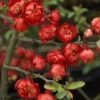 Cognassier Du Japon Red Joy - Chaenomeles Superba 1 Cognassier Du Japon Red Joy - Chaenomeles Superba -Fleurs & Plantes Soldes Boutique Cognassier superba red joy 9566 1