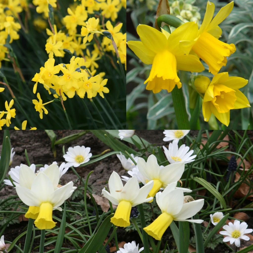 Collection 30 Narcisses Précoces 3 Collection 30 Narcisses Précoces