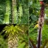 Collection 5 Eucomis -Fleurs & Plantes Soldes Boutique Collection 5 Eucomis 86085 1