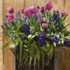 Collection Bulbes En Lasagnes -Fleurs & Plantes Soldes Boutique Collection Bulbes en lasagnes 85542 1