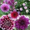 Collection Dahlias Byzantins -Fleurs & Plantes Soldes Boutique Collection Dahlias Byzantins 83501 1