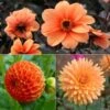 Collection Dahlias Vitamines -Fleurs & Plantes Soldes Boutique Collection Dahlias Vitamines 89592 1