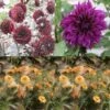 Collection Dahlias Contraste Clair-obscur 1 Collection Dahlias Contraste Clair-obscur -Fleurs & Plantes Soldes Boutique Collection Dahlias contraste clair obscur 79056 1