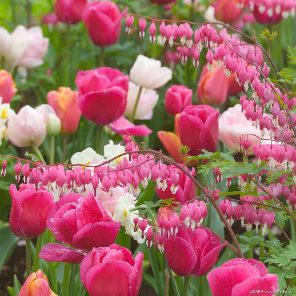 Collection Happy 3 Collection Happy