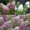 Collection Hortensias Paniculata -Fleurs & Plantes Soldes Boutique Collection Hortensias Paniculatas 67850 1