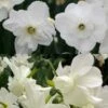 Collection Narcisses Blancs -Fleurs & Plantes Soldes Boutique Collection Narcisses Blancs 82852 1