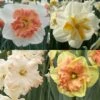 Collection Narcisses Papillons 2 Collection Narcisses Papillons -Fleurs & Plantes Soldes Boutique Collection Narcisses Papillons 82853 1