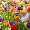 Collection Tulipes Orange-Violet -Fleurs & Plantes Soldes Boutique Collection Tulipes Orange Violet 85528 1