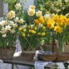 Collection Potées De Narcisses -Fleurs & Plantes Soldes Boutique Collection pot es de narcisses 80560 1