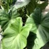Colocasia Black Stem - Oreille D'Eléphant 2 Colocasia Black Stem - Oreille D'Eléphant -Fleurs & Plantes Soldes Boutique Colocasia Black Stem copyright 838991 1