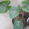 Colocasia Hawaiian Punch - Taro 1 Colocasia Hawaiian Punch - Taro -Fleurs & Plantes Soldes Boutique Colocasia Hawaiian Punch 15053 1