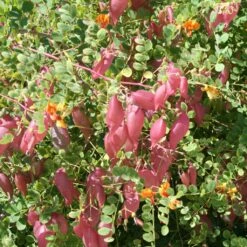 Colutea Media Copper Beauty - Baguenaudier, Arbre à Vessies