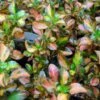 Coprosma Evening Glow 1 Coprosma Evening Glow -Fleurs & Plantes Soldes Boutique Coprosma Evening Glow 83276 1