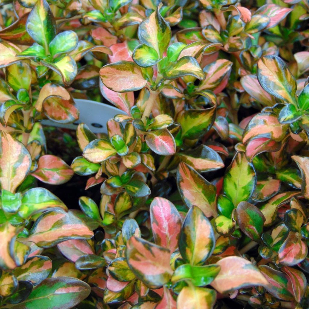 Coprosma Evening Glow 3 Coprosma Evening Glow