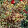 Coprosma Repens Pink Splendor -Fleurs & Plantes Soldes Boutique Coprosma repens Pink Splendor LD 18454 1