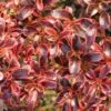 Coprosma (x) Repens Fire Burst 1 Coprosma (x) Repens Fire Burst -Fleurs & Plantes Soldes Boutique Coprosma x repens Fire Burst IF 16236 1