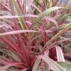 Cordyline Can Can -Fleurs & Plantes Soldes Boutique Cordyline Can Can 84799 1