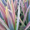 Cordyline Australis Mint Chocolate 1 Cordyline Australis Mint Chocolate -Fleurs & Plantes Soldes Boutique Cordyline australis Mint Chocolate V 18456 1