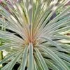 Cordyline Australis Pink Champagne -Fleurs & Plantes Soldes Boutique Cordyline australis Pink Champagne V 1004561 1