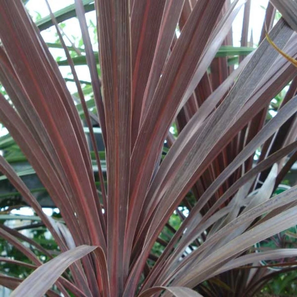 Cordyline Australis Red Star 3 Cordyline Australis Red Star