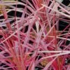 Cordyline Australis Southern Splendour -Fleurs & Plantes Soldes Boutique Cordyline australis Southern Splendour 83278 1