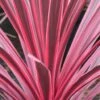 Cordyline Australis Sunrise -Fleurs & Plantes Soldes Boutique Cordyline australis Sunrise 81583 1