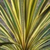 Cordyline Australis Torbay Dazzler 1 Cordyline Australis Torbay Dazzler -Fleurs & Plantes Soldes Boutique Cordyline australis Torbay Dazzler 83280 1