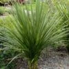 Cordyline Indivisa 2 Cordyline Indivisa -Fleurs & Plantes Soldes Boutique Cordyline indivisa v 7219 1