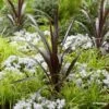 Cordyline Obtecta Superstar -Fleurs & Plantes Soldes Boutique Cordyline obtecta Superstar 87381 1