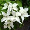 Cornus Kousa Weisse Fontaine - Cornouiller Du Japon -Fleurs & Plantes Soldes Boutique Cornus Kousa Weisse Fontaine 84012 1