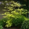 Cornus Alternifolia Golden Shadows - Cornouiller à Feuilles Alternes -Fleurs & Plantes Soldes Boutique Cornus alternifolia Golden Shadows 9521 1