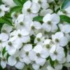 Cornus Angustata Empress Of China - Cornouiller Chinois -Fleurs & Plantes Soldes Boutique Cornus angustata Empress of China 83731 1