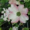 Cornus Florida Cherokee Chief - Cornouiller D'Amerique -Fleurs & Plantes Soldes Boutique Cornus florida Cherokee Chief 84008 1
