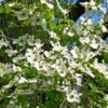 Cornus Ascona - Cornouiller à Fleurs -Fleurs & Plantes Soldes Boutique Cornus nuttallii ld Stan Shebs 781582 1