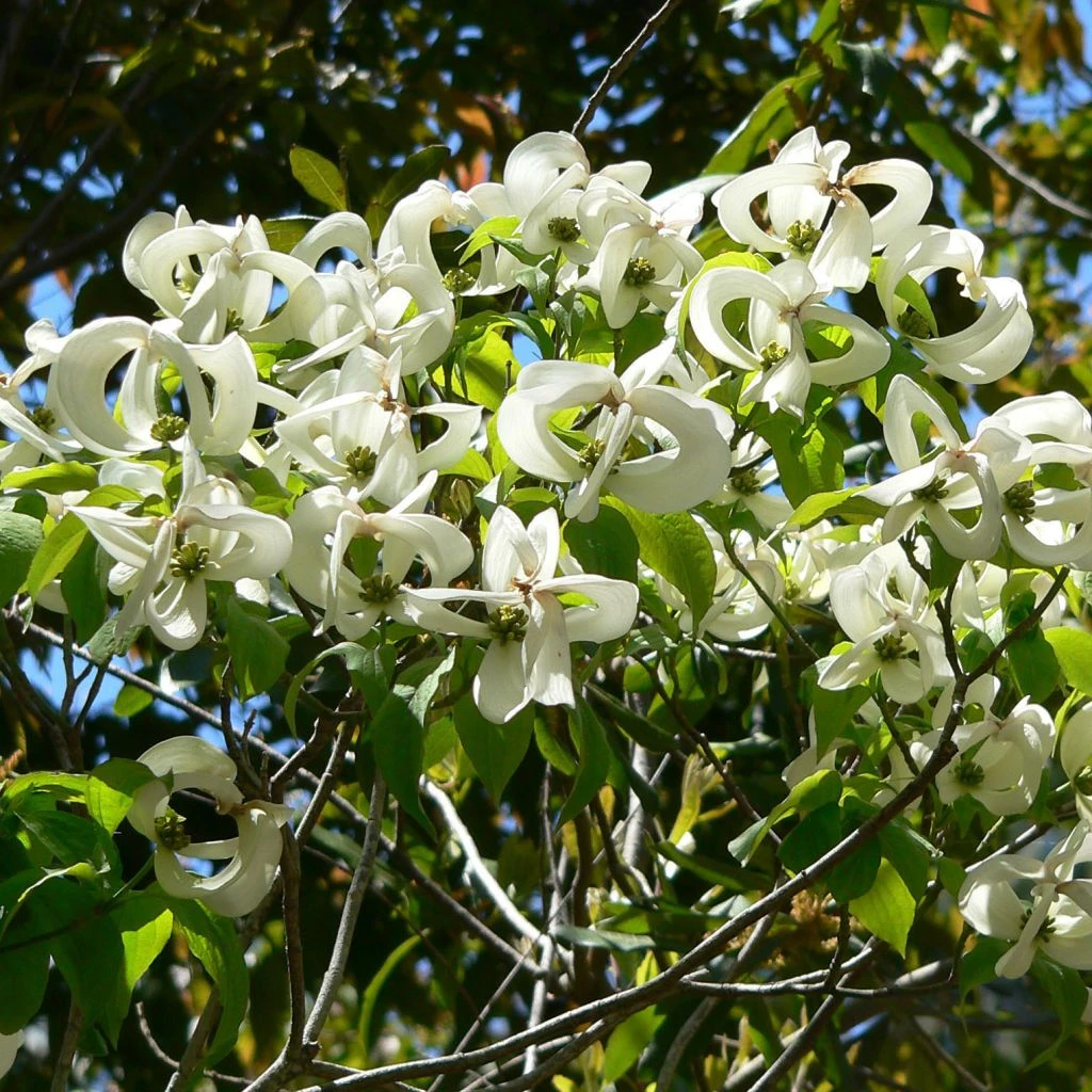 Cornus Florida Urbiniana - Cornouiller De Floride 3 Cornus Florida Urbiniana - Cornouiller De Floride
