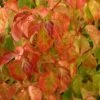 Cornus Sanguinea Magic Flame - Cornouiller Sanguin -Fleurs & Plantes Soldes Boutique Cornus sanguinea Magic Flame 84018 1