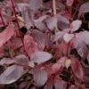 Cornus Alba Siberian Pearls - Cornouiller Blanc à Bois Rouge -Fleurs & Plantes Soldes Boutique Cornus siberian pearl 9492 1 1